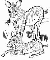 Wild Animal Coloring Page  Home sketch template