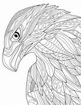 Eagle Head Coloring Page  Download Print Or Color Online For Free sketch template