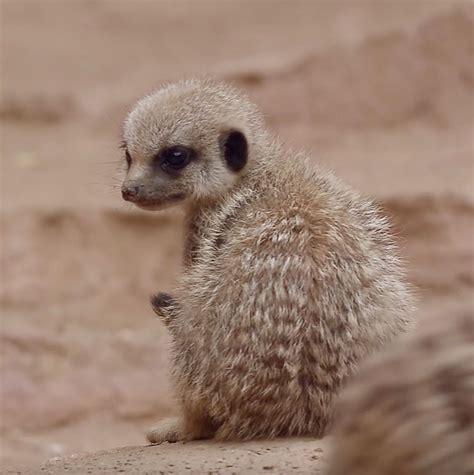 You need to look at a Meerkat pup everyday | Meerkat, Animals, Pup