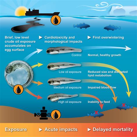 New Study Shows Arctic Cod Development, Growth, Survival Impacted by Oil Exposure | NOAA Fisheries