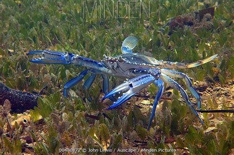 Minden Pictures - Blue Swimming Crab (Portunus pelagicus) male foraging among seagrass ...