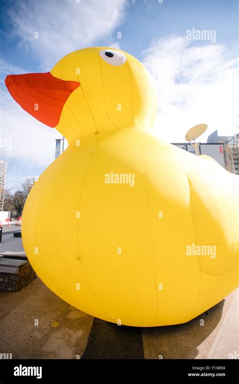 Giant inflatable rubber duck. 2019 Manchester duck race Stock Photo - Alamy