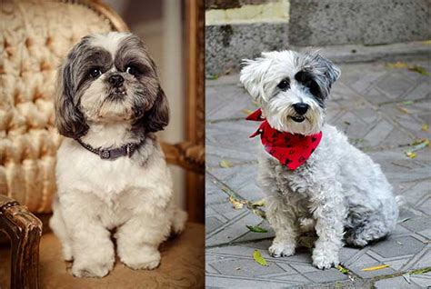 All About The Havanese Shih Tzu Mix (Havashu) With Pictures