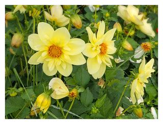 Spring Brings Hope | Photo taken with a Panasonic LX7 digita… | Flickr