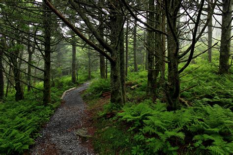 🔥 [40+] Hiking Trail Wallpapers | WallpaperSafari