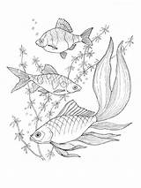 Aquarium Fish Underwater coloring Page sketch template