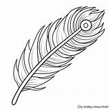 Peacock Feather Coloring Pages  Free & Printable sketch template