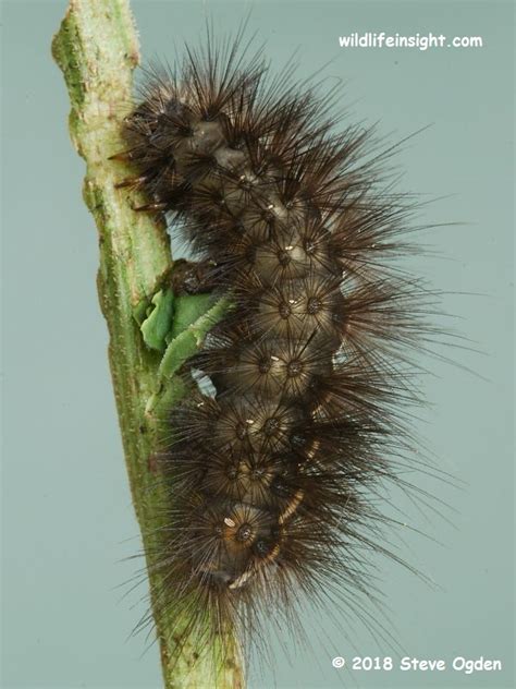 White Ermine Moth and caterpillar, Spilosoma lubricipeda | Wildlife Insight