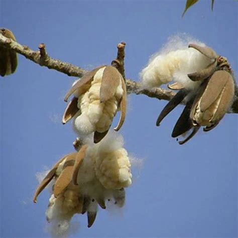 Cotton Seed at best price in Theni by Bcm707exporter | ID: 2302118955