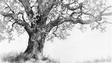 Oak tree - tutorial by micorl.deviantart.com on @DeviantArt #Trees | Oak tree drawings, Tree ...