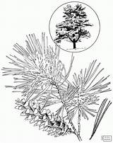 Longleaf Pine Drawing At GetDrawings  Free Download sketch template