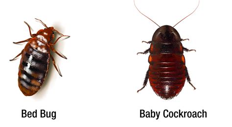 Bugs That Look Like Roaches: A Guide For Identifying Roaches - Pest ...