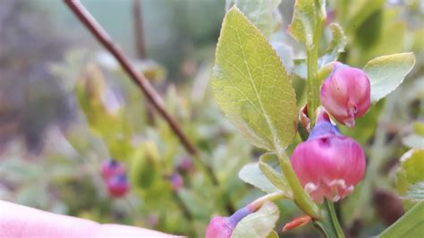 Bilberry Recipes