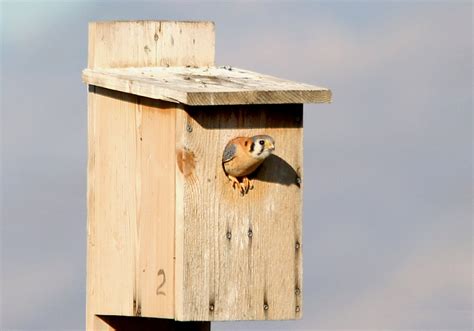 American Kestrel | Coniferous Forest