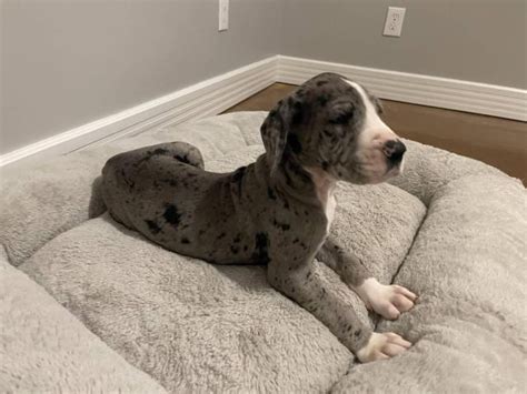 6 Great Dane Puppies for Adoption San Antonio - Puppies for Sale Near Me