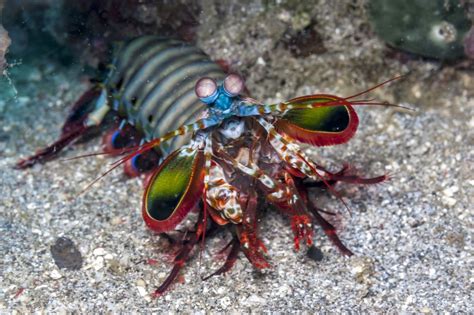 Putting the Mantis Shrimp to the Test: Do They Really See More Colors Than Humans? - Color Meanings