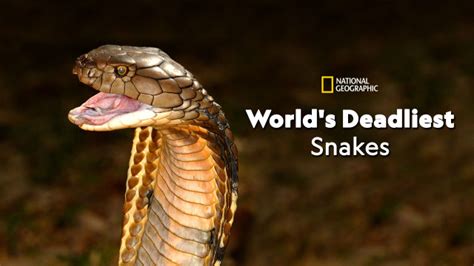 World's Deadliest Snakes - Disney+ Hotstar