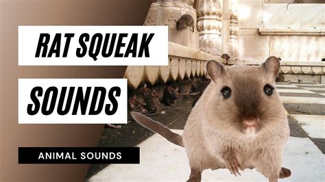 Rat Squeak Sound - the animal sounds: rat squeak sound / sound effect ...