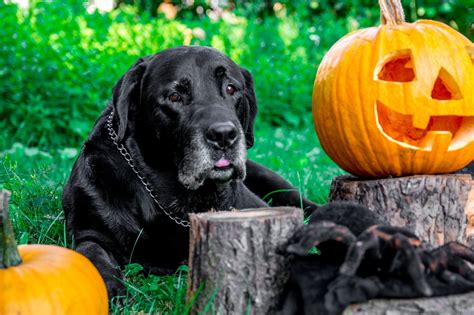 5 Brilliant Tips to Keep Your Dog Stress-Free This Halloween