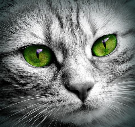 Fotos gratis : en blanco y negro, fotografía, ver, linda, mascota, retrato, verde, gatito ...