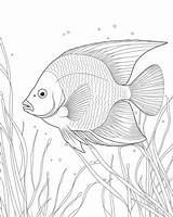 Printable Angelfish Coloring Sheets For Kids sketch template
