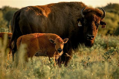 Cross Timbers Bison - Join for Ranch updates! 3/2