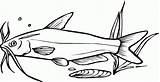 Catfish 8 coloring Page  ColouringPages sketch template