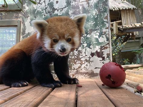 Panda Updates - Wednesday, May 5 - Zoo Atlanta
