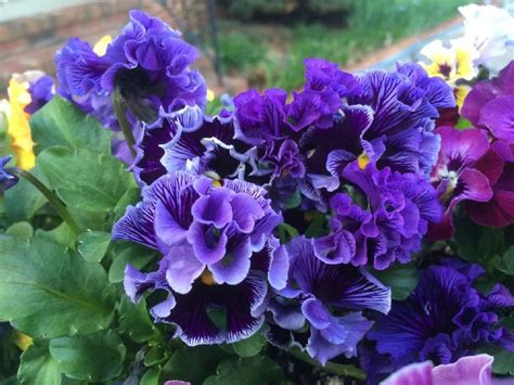 Pansy Seeds Frizzle Sizzle Blue 25 Thru 500 Seeds you pick | Etsy