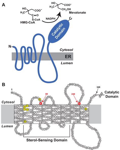 Domain structure of HMG CoA reductase. (A) As discussed in the text,... | Download Scientific ...