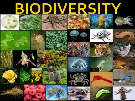 WHAT IS BIODIVERSITY