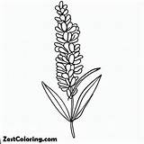 Lavender Flower Outline Coloring Pages  For Kids – Smart sketch template