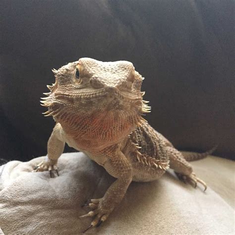 Reptile Care and Information: Best Pet Lizards for Beginners