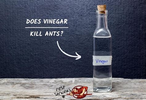 Does Vinegar Kill Ants? | Effective Ant Control Guide - Pest Samurai