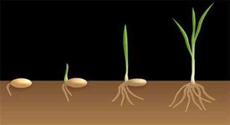 Monocots and Dicots: Characteristics and Differences | Biology EduCare