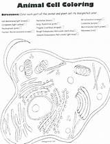 Cell Membrane Cytoskeleton Diagrams Coloring Pages Template Sketch  sketch template