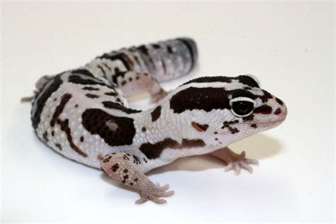 Pin on Gecko