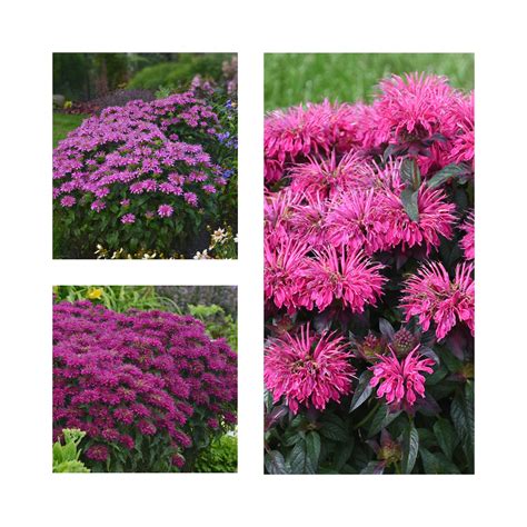 Monarda Collection - 3 Established Plants – BuyPlants.co.uk