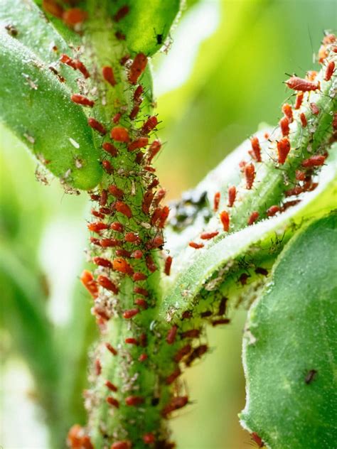 Get Rid of Aphids Naturally With These 9 No-Fail Solutions | Plant ...