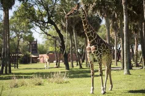 Three Generations of Giraffe at Disney's Animal Kingdom Lodge