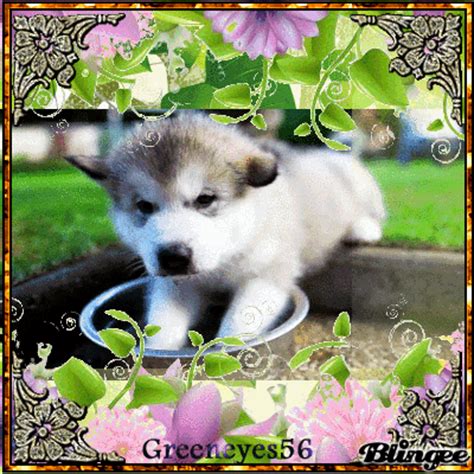 Husky puppy Picture #132031846 | Blingee.com