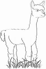 Coloring Pages Alpaca Llama Cute Kawaii Drawing Easy Lama Llamacorn  sketch template