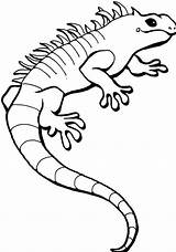Free Printable Iguana Coloring Pages For Kids sketch template