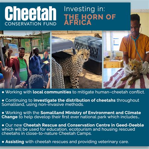 Investing in Our Planet: Saving the Cheetah Through Decades of Research and Conservation ...