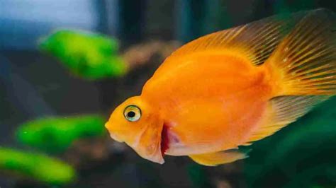 10 Inspiring and Unique Fish Tank Decorations to Elevate Your Aquarium ...