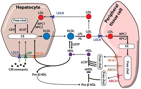 IJMS | Free Full-Text | Familial Hypercholesterolemia: The Most Frequent Cholesterol Metabolism ...