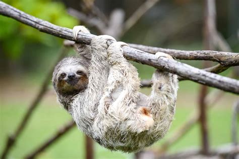 Sloths In Costa Rica 11 Little Known Facts