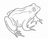 Coloring Rana Colorare Frosch Disegni Rane Frogs Dibujos Getcolorings  sketch template
