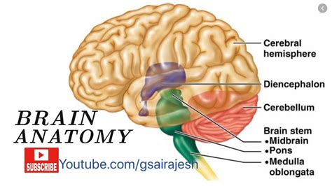 Brain and it’s Parts [ Brain Stem, Diencephalon, Cerebellum & Cerebrum ...