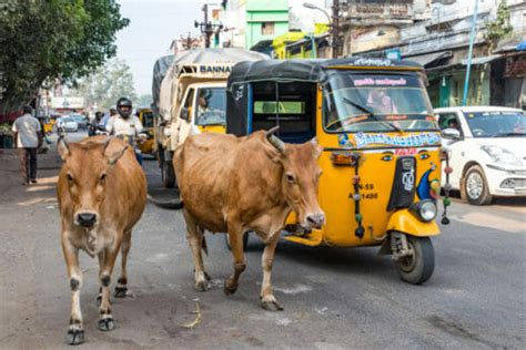 Why Is India’s Government Pushing a Nationwide Cow Exam? - Modern Farmer